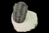 Reedops Trilobite - Foum Zguid, Morocco #165966-1